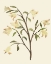 Picture of BLEST BRANCH I