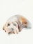 Picture of SCRUFFY PUPPY II