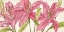 Picture of PINK LILIES I