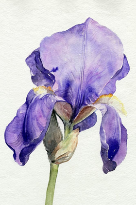 Picture of IRIS IN BLOOM I