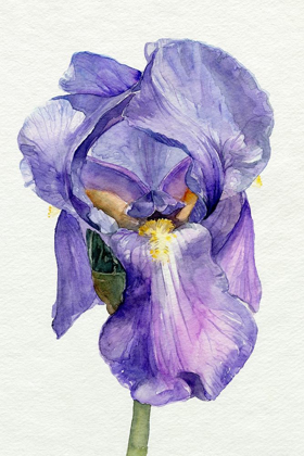 Picture of IRIS IN BLOOM II