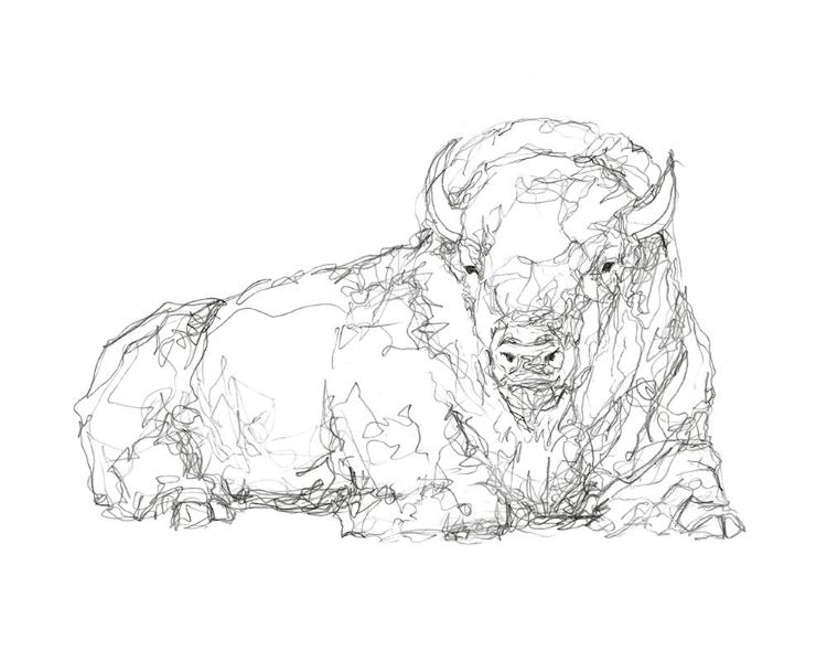 Picture of BISON CONTOUR SKETCH I