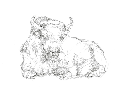 Picture of BISON CONTOUR SKETCH II