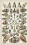 Picture of GRAND SEBA SHELLS V
