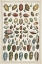 Picture of GRAND SEBA SHELLS VI