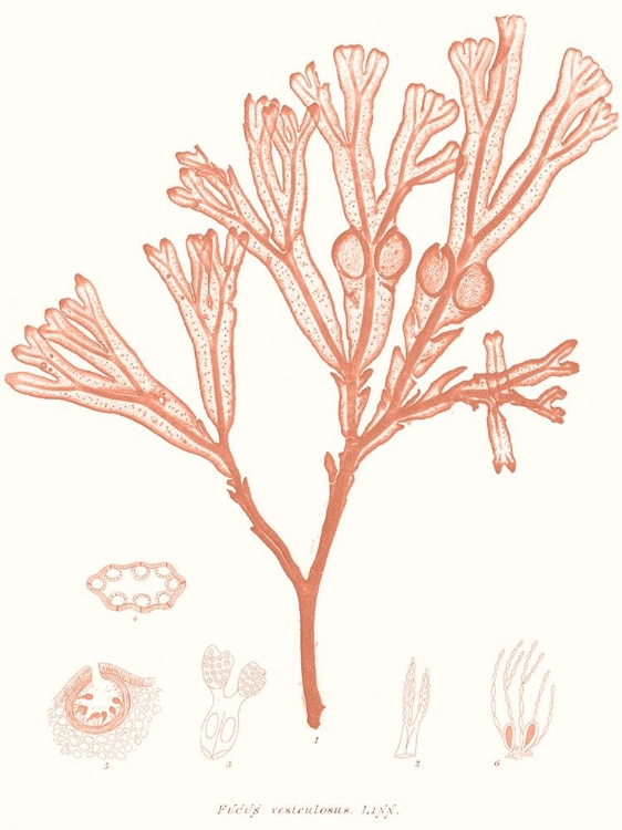 Picture of VIVID CORAL SEAWEED III