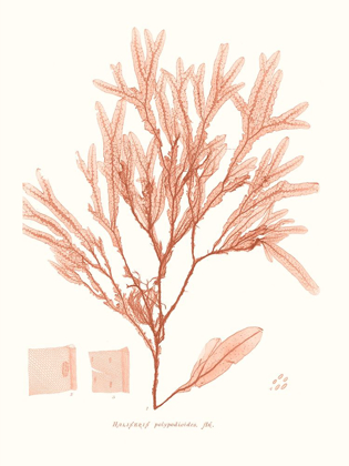 Picture of VIVID CORAL SEAWEED V