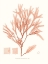 Picture of VIVID CORAL SEAWEED V