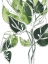 Picture of EXPRESSIVE PALM II