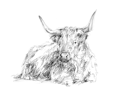 Picture of HIGHLAND CATTLE SKETCH I