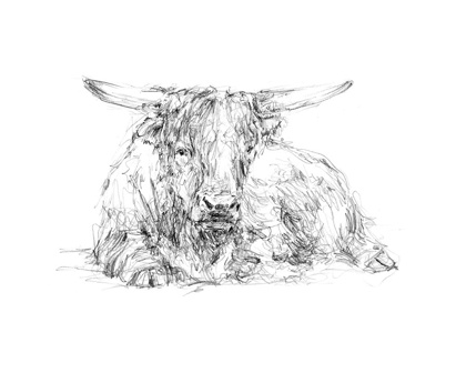Picture of HIGHLAND CATTLE SKETCH II