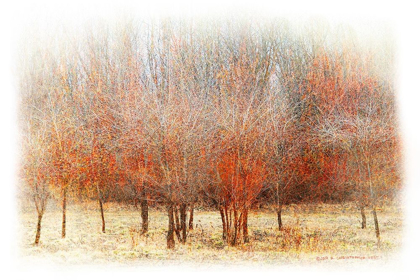 Picture of ROW OF RED TREES
