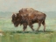 Picture of WHERE THE BUFFALO ROAM II