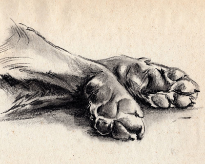 Picture of CHARCOAL PAWS II