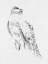 Picture of GYRFALCON II