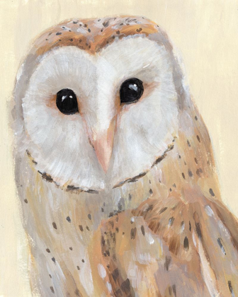 Picture of COMMON BARN OWL I