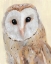 Picture of COMMON BARN OWL I