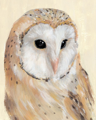 Picture of COMMON BARN OWL II