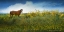 Picture of HORSE IN FLOWERS I