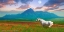 Picture of HORSE IN FLOWERS II