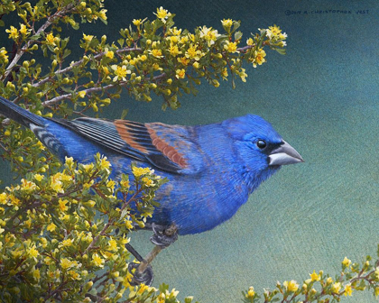 Picture of BLUE GROSBEAK