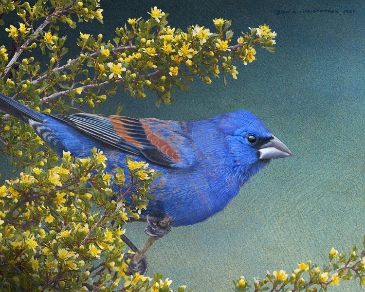 Picture of BLUE GROSBEAK