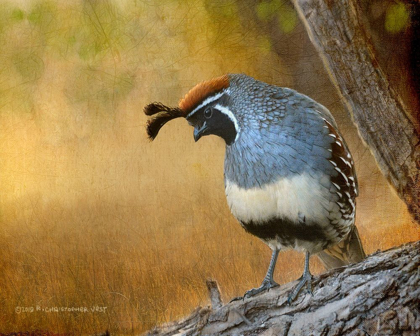 Picture of MALE QUAIL