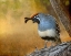 Picture of MALE QUAIL