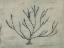 Picture of SEA BEVY III