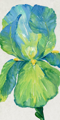 Picture of IRIS BLOOM IN GREEN I