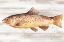 Picture of SPOTTED TROUT I