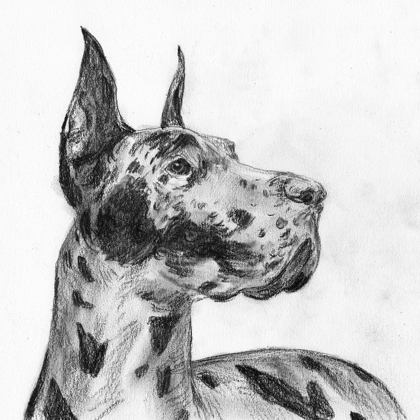 Picture of GREAT DANE PORTRAIT II