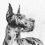 Picture of GREAT DANE PORTRAIT II