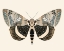 Picture of NEUTRAL MOTH I