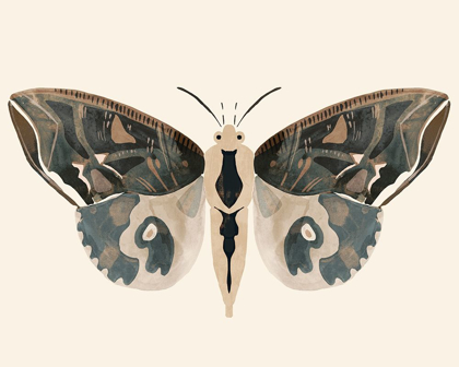 Picture of NEUTRAL MOTH II