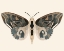 Picture of NEUTRAL MOTH II