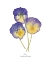 Picture of PRESSED VIOLAS II