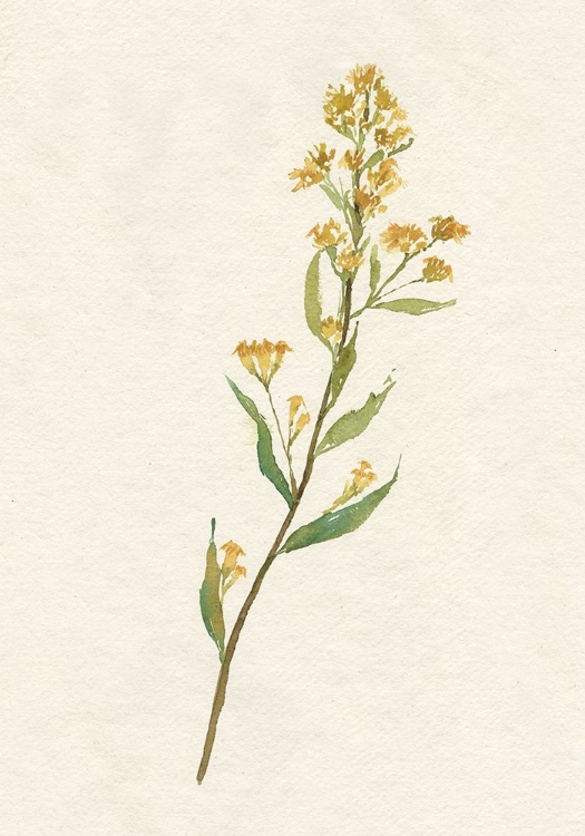 Picture of DELICATE YELLOW I