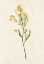 Picture of DELICATE YELLOW II