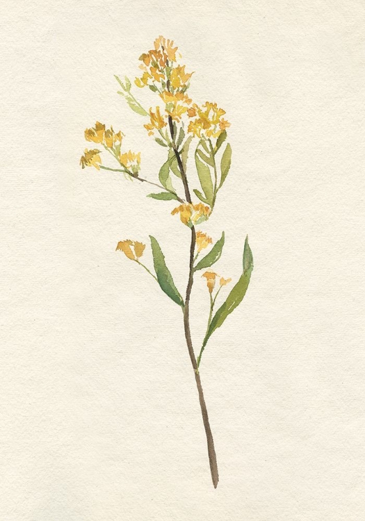 Picture of DELICATE YELLOW II