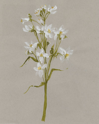 Picture of WHITE FIELD FLOWERS I