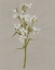 Picture of WHITE FIELD FLOWERS I