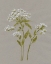 Picture of WHITE FIELD FLOWERS IV