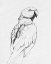 Picture of PARROT PORTRAIT II