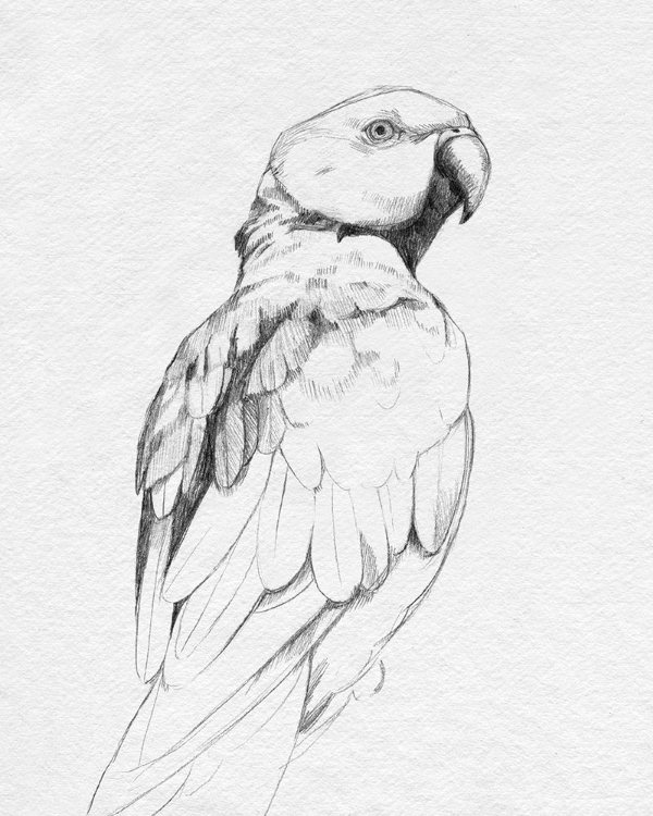 Picture of PARROT PORTRAIT II