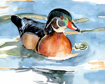 Picture of WATERCOLOR WOODDUCK II
