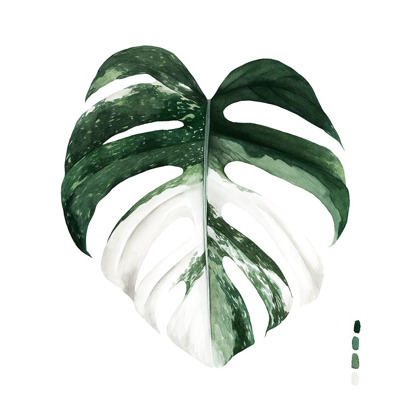 Picture of CUSTOM VARIEGATED MONSTERA I