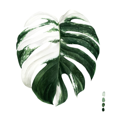 Picture of CUSTOM VARIEGATED MONSTERA II