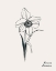 Picture of ANNUAL FLOWERS XII