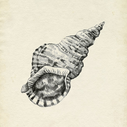 Picture of SEASHELL PENCIL SKETCH I